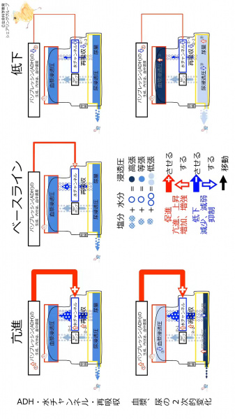 ファイル:ADHeffectSummary-wb.jpg