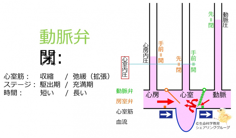 ファイル:ArterialValveRegurgitationHeartSound-wb.jpg