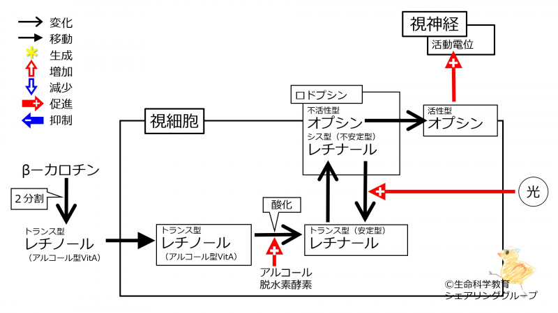 ファイル:VitARhodopsinIntro.jpg