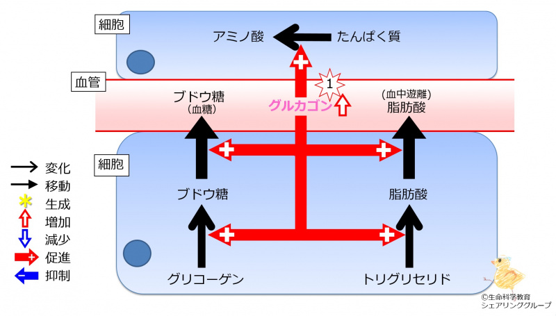 ファイル:Glucagon2TGandProteinInc-wb.jpg