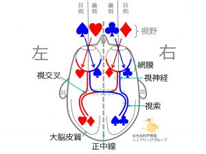 /wiki/images/thumb/c/c4/OpticPathwaySummary-Jpn.jpg/300px-OpticPathwaySummary-Jpn.jpg