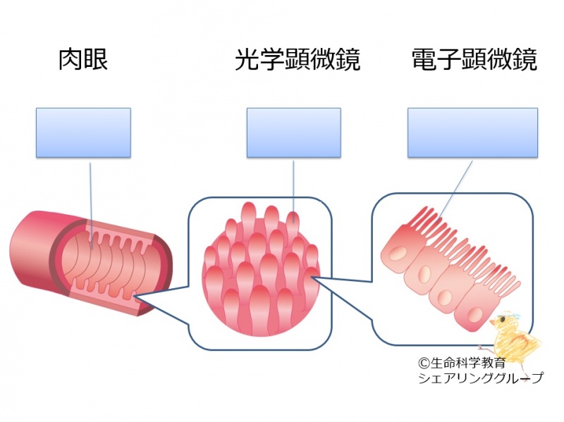 ファイル:04696-wb.jpg