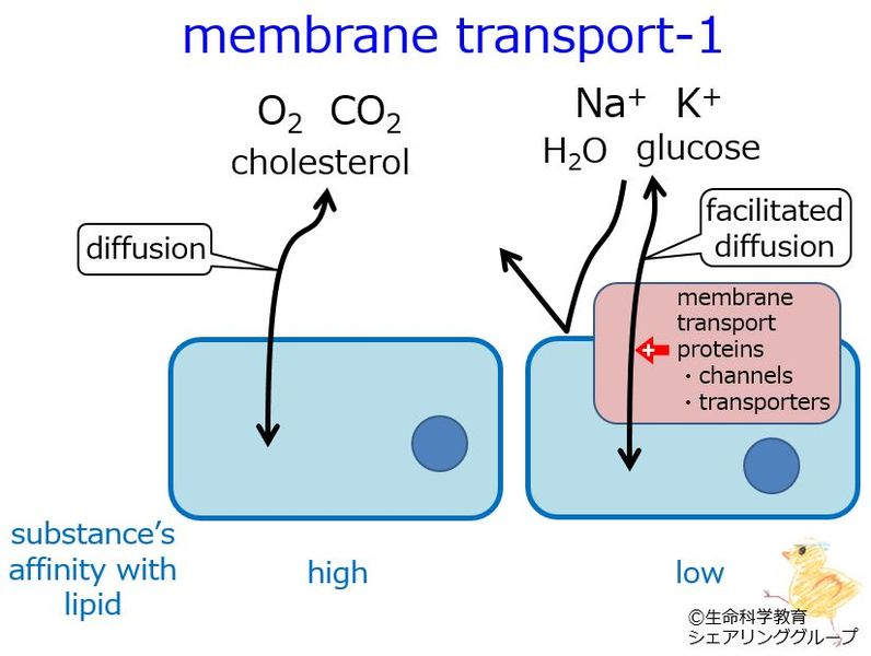 ファイル:Membrane transport 1.5.jpg
