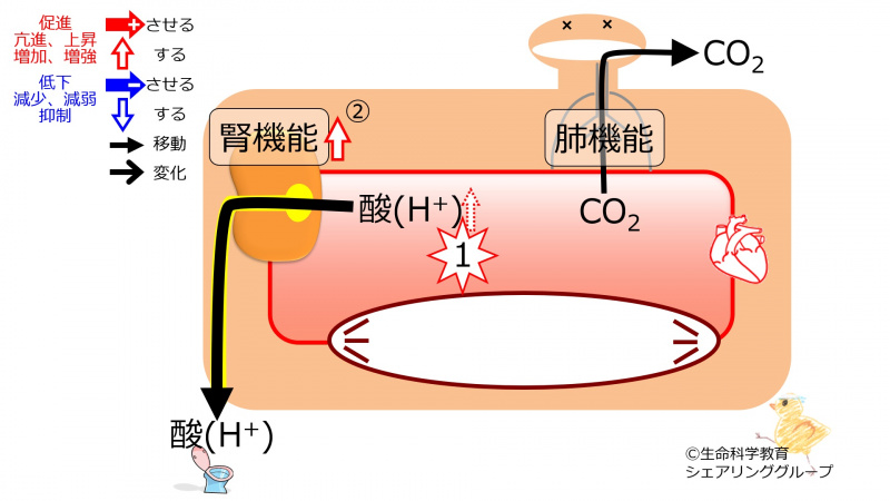 ファイル:PHcompensationAcidemiaKindey-Jpn.jpg