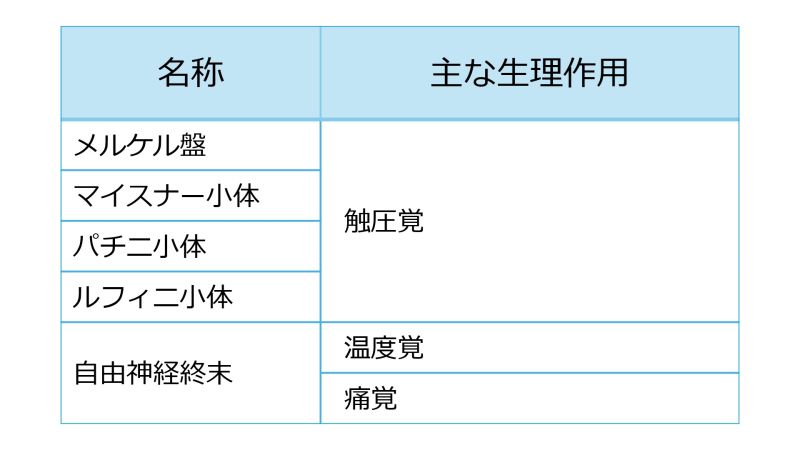 ファイル:SkinReceptorsBasic-Jpn.jpg