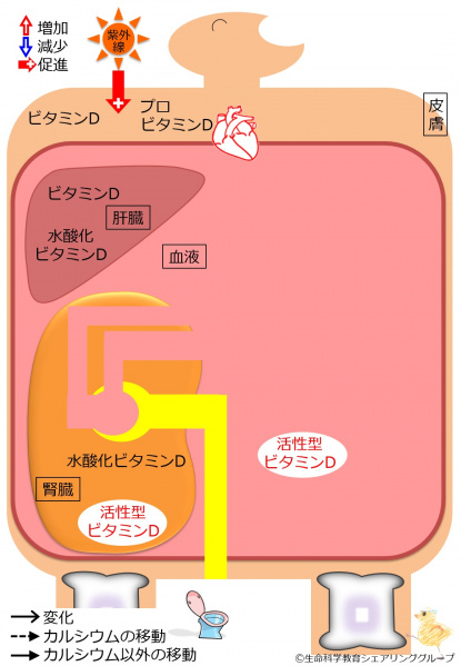 ファイル:04411-wb.jpg