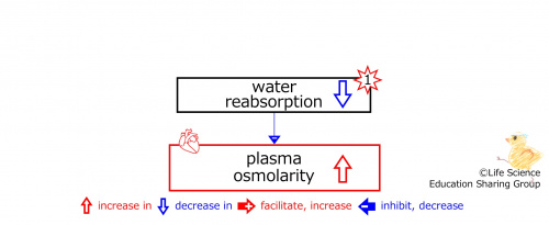 DecreasedWaterReabsorptionBasic-ENG.jpg