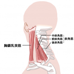 図-胸鎖乳突筋.jpg