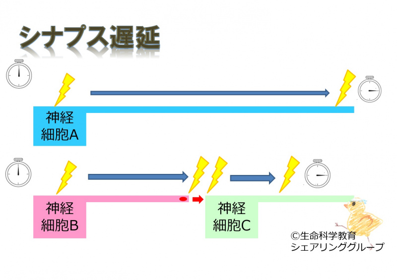 ファイル:02519.jpg