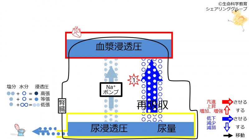 ファイル:IncReabsorption-wb.jpg