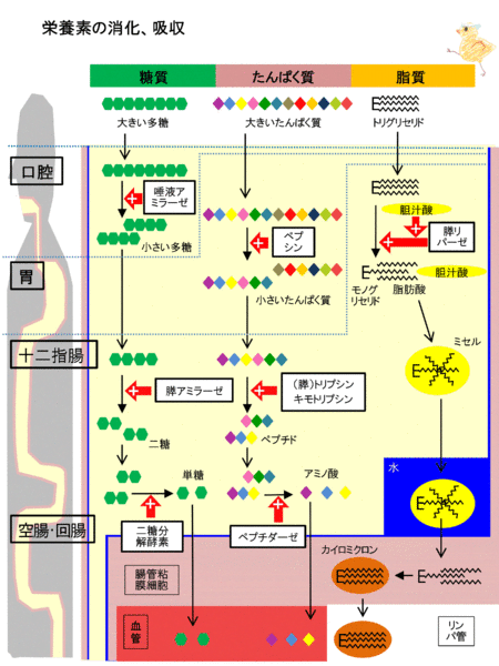 ファイル:03573.gif