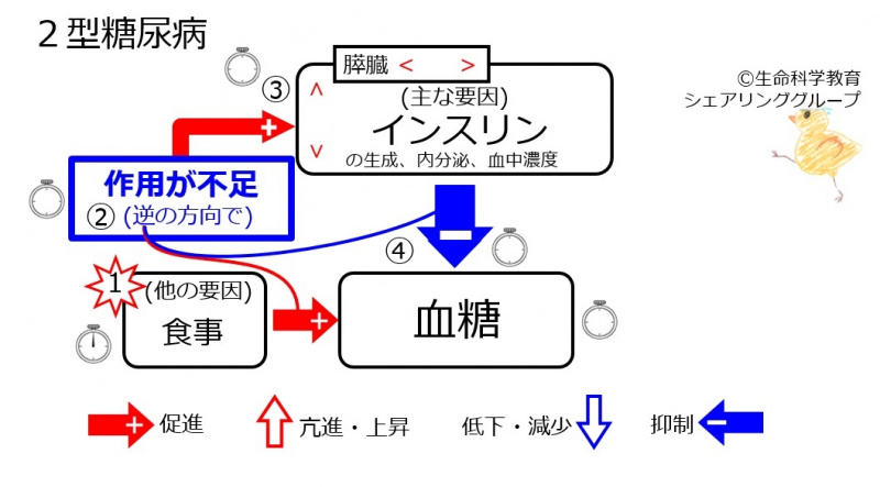 ファイル:Pancreas-exhaustion-wb.jpg