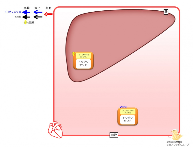 ファイル:VLDL 生成 移動-wb.jpg
