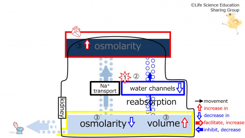 WaterChannelsEffectOfDecreasing-3Eng.jpg