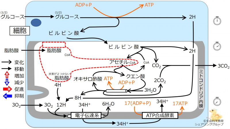 ファイル:04228-wb.jpg