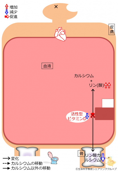 ファイル:04436-wb.jpg
