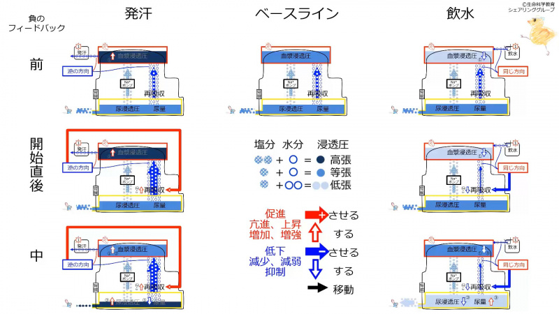 ファイル:ReabsorptionControlSummary.jpg