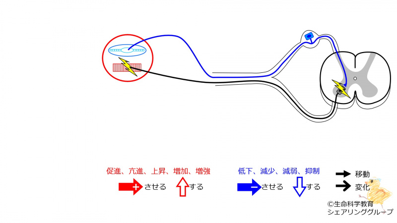 ファイル:StretchReflex-3-wb.jpg