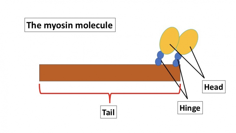 ファイル:TheMyosinMolecule.jpg