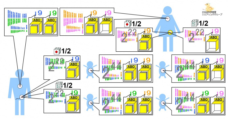 ファイル:受精-wb.jpg