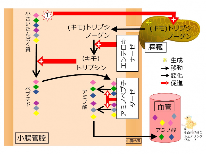 ファイル:04567.jpg