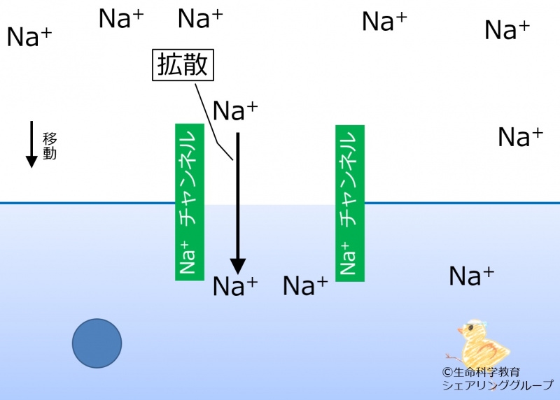 ファイル:Nachannel diffusion ja.jpg