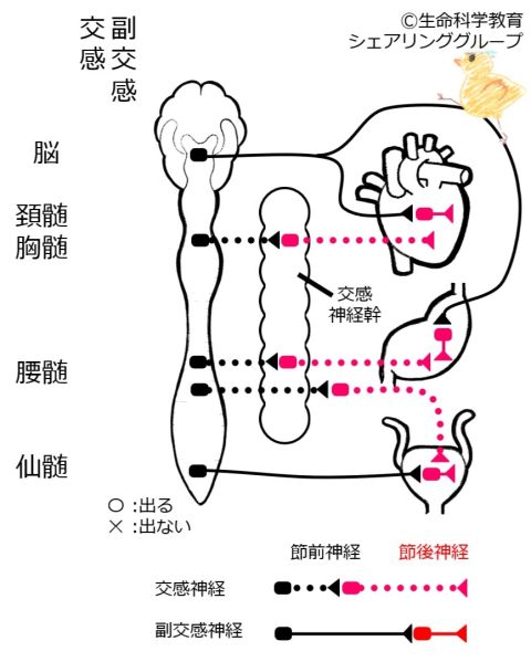 ファイル:02517-wb.jpg