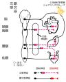 2024年6月12日 (水) 14:39時点における版のサムネイル
