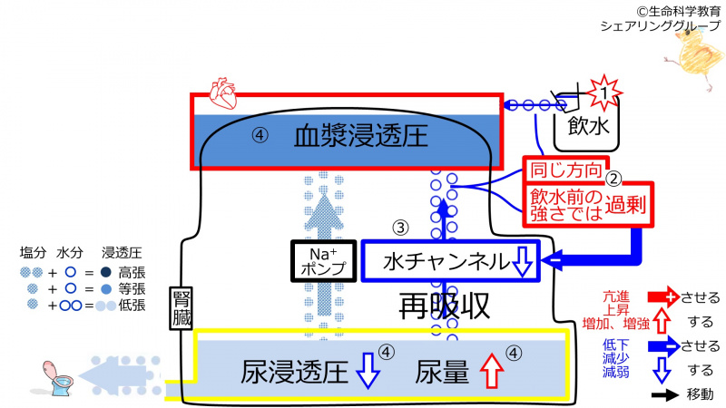 ファイル:6-waterChannel-control2-2020.jpg