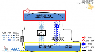 6-waterReabsorption-control1-effect.jpg