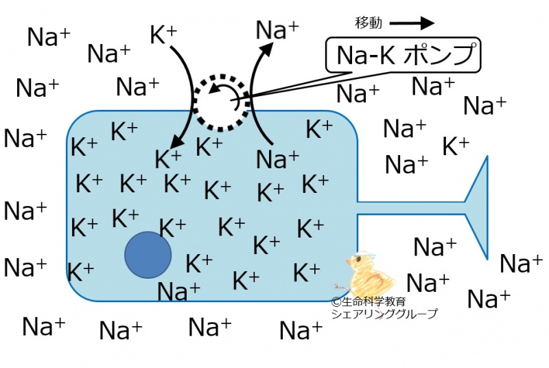 ファイル:Na-Kpump ja.jpg
