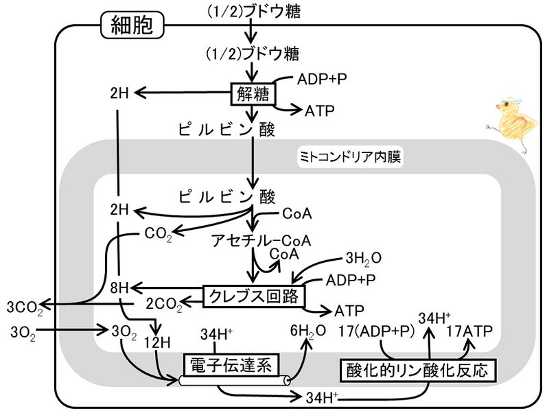 ファイル:03412.jpg