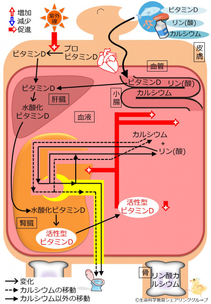 ファイル:04371-wb.jpg