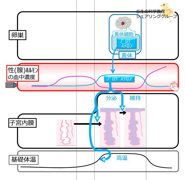 ファイル:046521.jpg