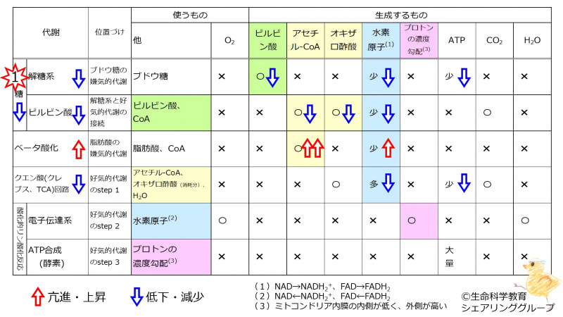 ファイル:EnergyMetabolismSummaryTableLowGlucose.jpg
