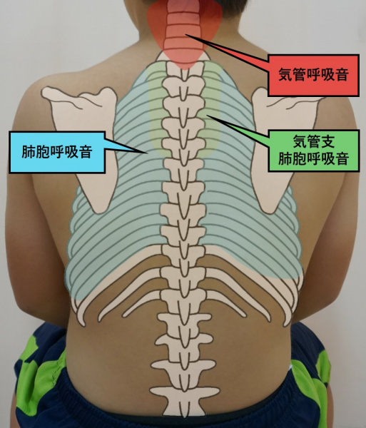 ファイル:図-胸部呼吸器-聴診-呼吸音聴診部位背部.jpg