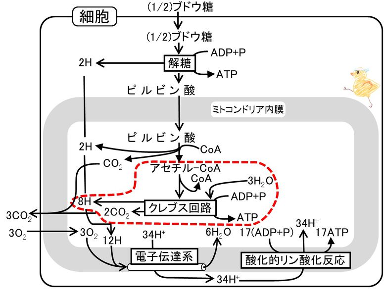 ファイル:04236.jpg