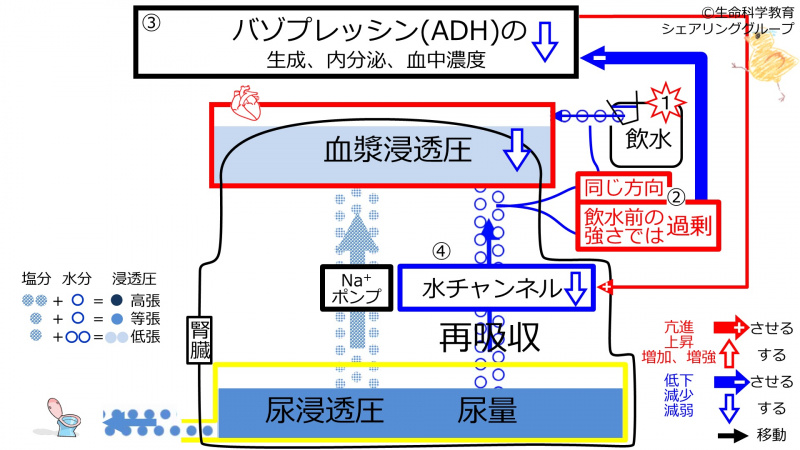 ファイル:WaterDuringADHcontrol-2020.jpg