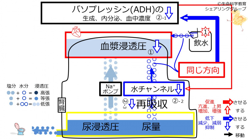 ファイル:WaterDuringADHcontrol.jpg