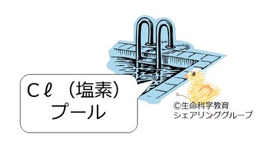 塩素.jpg