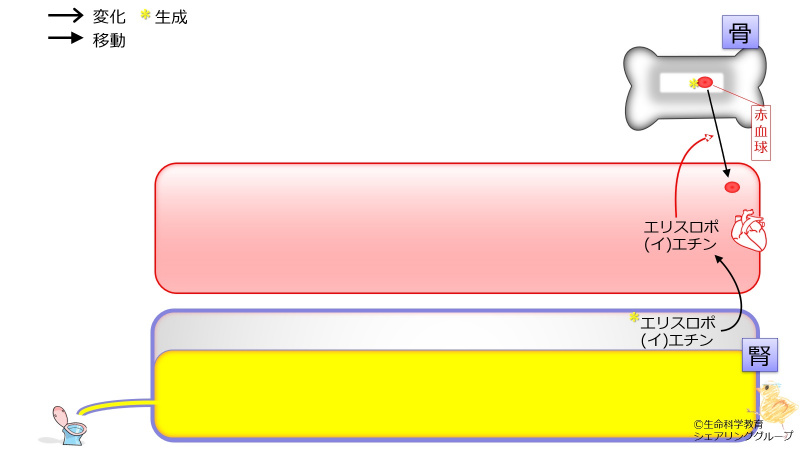 ファイル:03818-wb.jpg