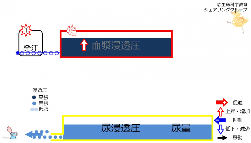 ファイル:6-sweatKidneycontrol1.jpg