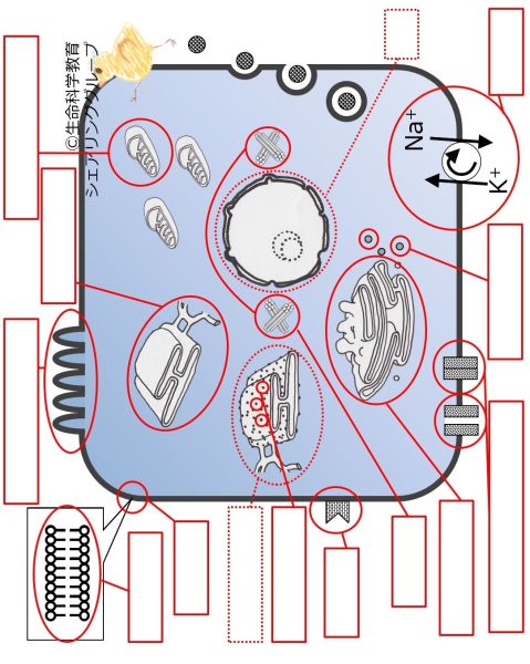 ファイル:CellOrganelleBasicSummary-Jpn-wb.jpg