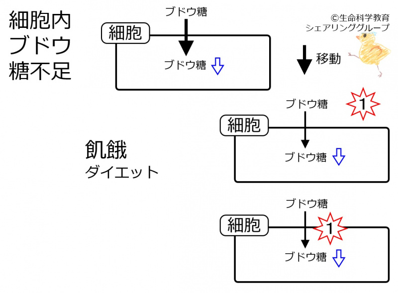 ファイル:LowIntracellularGlucose-wb.jpg