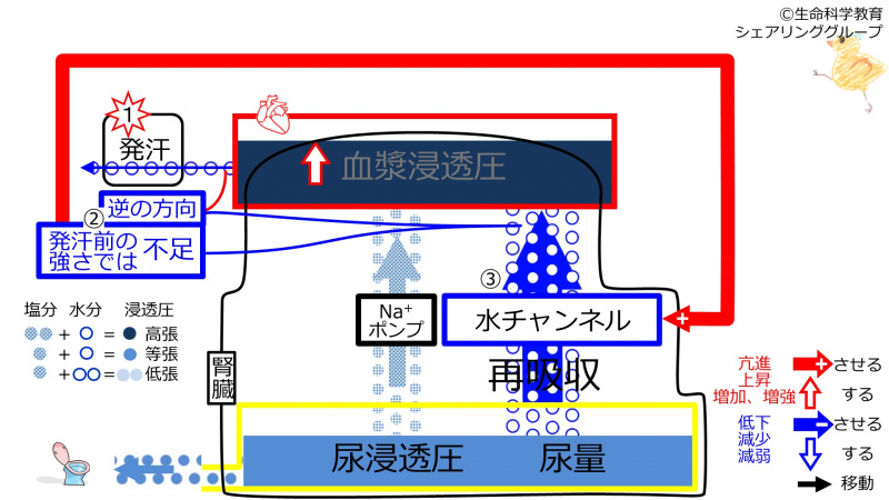 ファイル:SweatDuringChannelControl-2020-wb.jpg