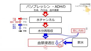 /wiki/images/thumb/c/ce/WaterIntakeBeforeBasicFeedbackToADH-Jpn.jpg/300px-WaterIntakeBeforeBasicFeedbackToADH-Jpn.jpg
