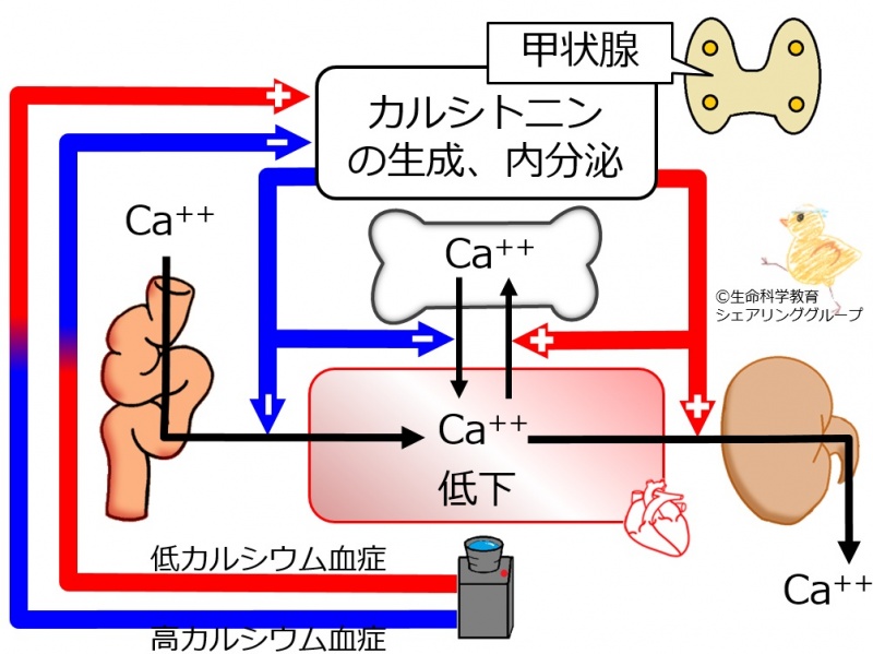 ファイル:04419.jpg