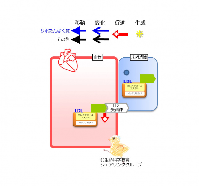 ファイル:アポリポたんぱく質B100-wb.jpg