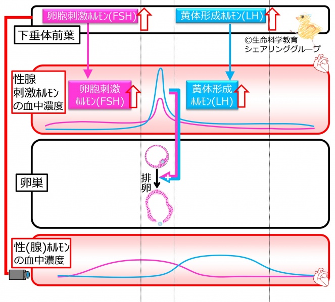 ファイル:04653.jpg