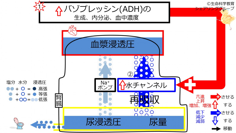 ファイル:IncADH.jpg